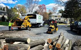 Best Stump Grinding and Removal  in Monroe, GA